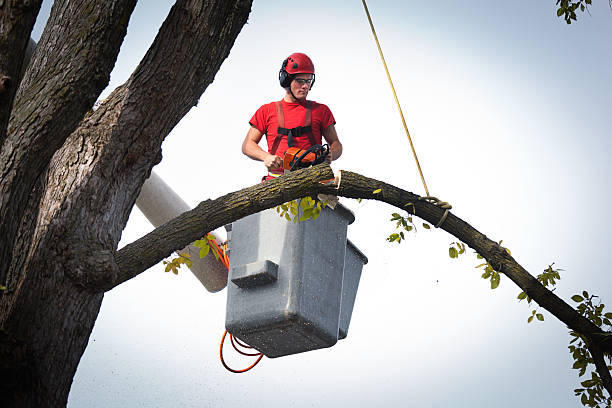 Reliable Old Mystic, CT Tree Care Services Solutions